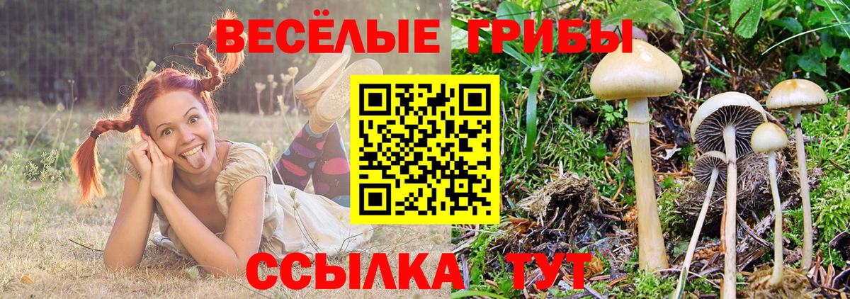 Галлюциногенные грибы Psilocybine cubensis Киржач